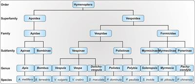 Precision Medicine in Hymenoptera Venom Allergy: Diagnostics, Biomarkers, and Therapy of Different Endotypes and Phenotypes